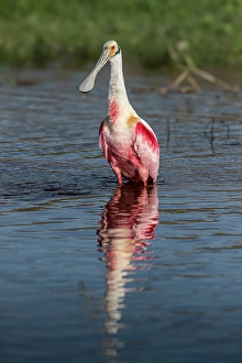Images Dated 2025: Roseate spoonbills display their bright pink color
