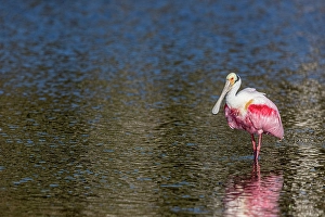 Images Dated 2025: Roseate spoonbills display their bright pink color