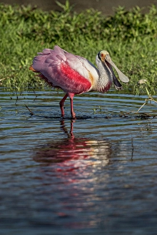 Wading Bird Prints: Roseate spoonbills display their bright pink color