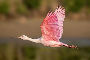 Images Dated 2025: Roseate spoonbills flies across the marsh