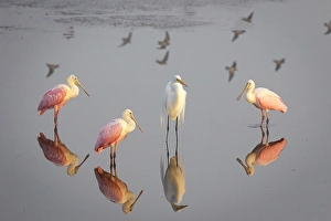 Images Dated 2025: Roseate spoonbills and a great egret congregate in still marsh waters