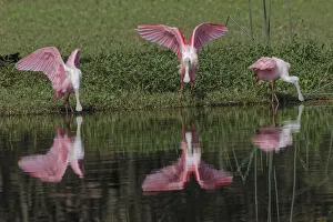 Platalea Ajaja Prints: Roseate Spoonbills, Myakka River State Park, Florida