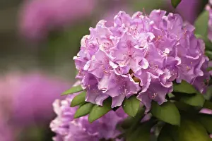 Images Dated 1st May 2011: Rosebay rhododendron in bloom, Great Smoky Mountains National Park, Tennessee