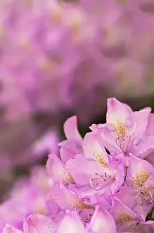 Rosebay rhododendron in bloom, Great Smoky Mountains National Park, Tennessee