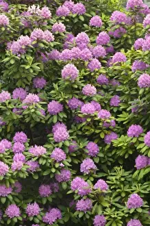 Images Dated 1st May 2011: Rosebay rhododendron in bloom, Great Smoky Mountains National Park, Tennessee