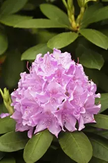 Images Dated 1st May 2011: Rosebay rhododendron in bloom, Great Smoky Mountains National Park, Tennessee