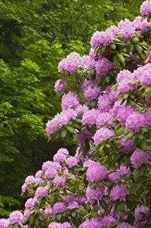 Images Dated 1st May 2011: Rosebay rhododendron in bloom, Great Smoky Mountains National Park, Tennessee