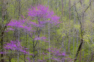 Great Smoky Mountain Prints: Rosebud tree in bloom in hardwood forest