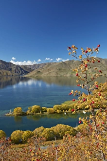 New Zealand Prints: Rosehip berries and Sailors Cutting in autumn, Lake Benmore, Waitaki Valley, North Otago