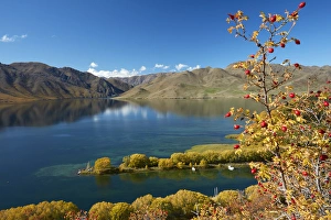 Berry Prints: Rosehip berries and Sailors Cutting in autumn, Lake Benmore, Waitaki Valley, North Otago