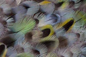 Feathers Prints: Rosella feather design