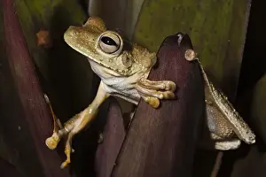 Chocu Prints: Rosenbergs Gladiator Treefrog (Hypsiboas rosenbergi) CAPTIVE Choco Region of NW ECUADOR