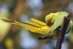 Cleaning Prints: Roseringed Parakeet