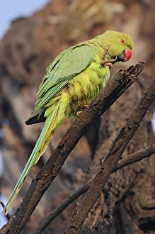 Scratching Prints: Roseringed Parakeet scratching, Keoladeo National Park, India