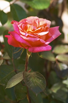 Images Dated 29th April 2006: Roses in the garden, in frose red and yellow Clos des Iles Le Brusc Six Fours Cote
