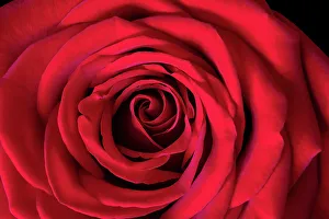 Rose Prints: Roses are Red