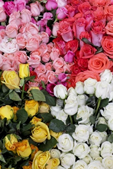Bunch Prints: Roses for sale, San Miguel de Allende, Mexico. World Heritage Site