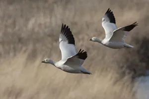 Ross geese
