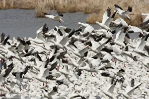 Ross geese flying