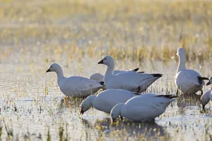 Images Dated 13th April 2017: Ross geese migration stop