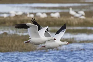 Ross geese pair