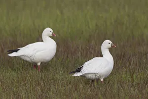 Rosss geese