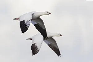 Images Dated 18th April 2017: Rosss geese