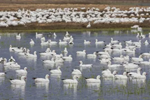 Goose Prints: Rosss geese, migration stop
