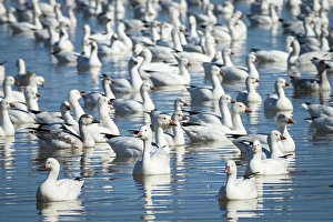 Migrating Prints: Rosss & Snow geese in freshwater pond, Bosque del Apache NWR, New Mexico