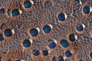 Images Dated 21st March 2010: Rothchild Peacock Pheasant feathers