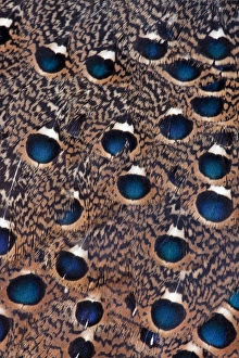 Images Dated 22nd March 2010: Rothchild Peacock Pheasant feathers