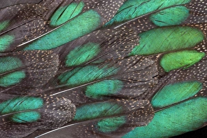 Teal Prints: Rothchild Peacock Pheasant tail feathers
