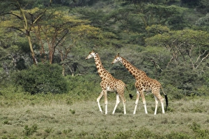 Images Dated 4th September 2011: Rothchilds Giraffe, Lake Nakuru National Park, Kenya, Africa
