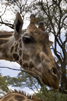 Rothschild Giraffe, Giraffe Center, Nairobi, Kenya. Giraffe is eating the leaves