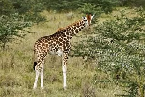 Images Dated 25th July 2005: Rothschilds Giraffe