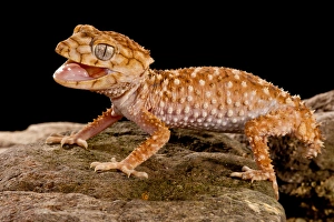 Vertebrate Prints: Rough Knob-tail Gecko, Nephrurus amyae, Native to Western Australia, Habitat: Desert