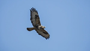 Rick A Brown Prints: A Rough-legged Hawk (Buteo lagopus) in flight