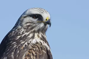Rough-legged Hawk Close-up