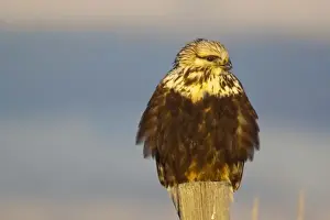 Images Dated 26th January 2009: Rough legged hawk on fencepost in winter at Ninepipe WMA in the Mission Valley of Montana