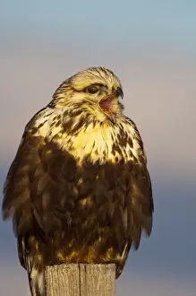 Mission Valley Prints: Rough legged hawk on fencepost in winter at Ninepipe WMA in the Mission Valley of Montana