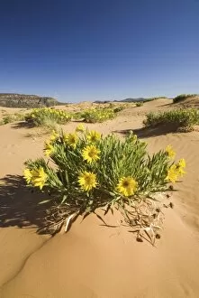 Images Dated 16th June 2006: Rough Mulesears (Wyethia scabra), Coral Pink Sand Dunes State Park, Utah, US