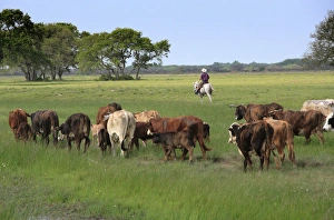 Rounding up of Braford cattle, Seadrift, TX