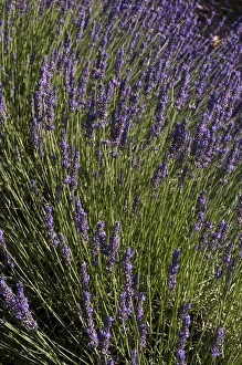 Images Dated 9th July 2012: Roussillon, Provence, France