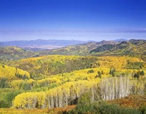 Horizon Over Land Prints: Routt National Forest in Autumn color, near Steamboat Springs, Colorado, USA