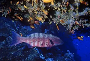 Predatory Prints: Roving coral grouper, Plectropomus pessuliferus (marisrubri), with Scalefin anthias