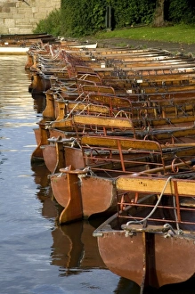 Warwickshire Prints: Row boats moored on the River Avon at Stratford-upon-Avon, Warwickshire, England