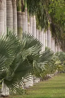 Miami Prints: Row of stately Cuban Royal Palm trees Roystonea regia Miami, Florida