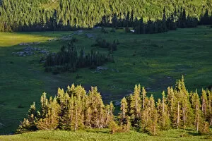 Row of trees at sunrise, Logan Pass, Glacier National Park, Montana