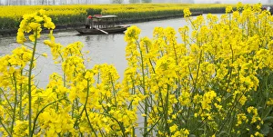 Images Dated 24th March 2017: Rowing boat on river through Thousand-Islet canola flower fields