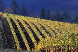 Images Dated 3rd July 2007: Rows of fall colored vines of Bella Vida vineyard roll over the Red Hills above Dundee